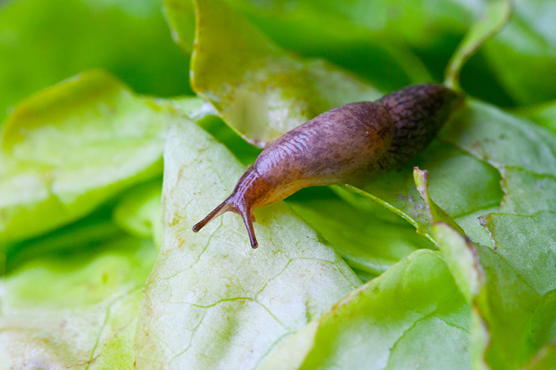 slugs eating plants