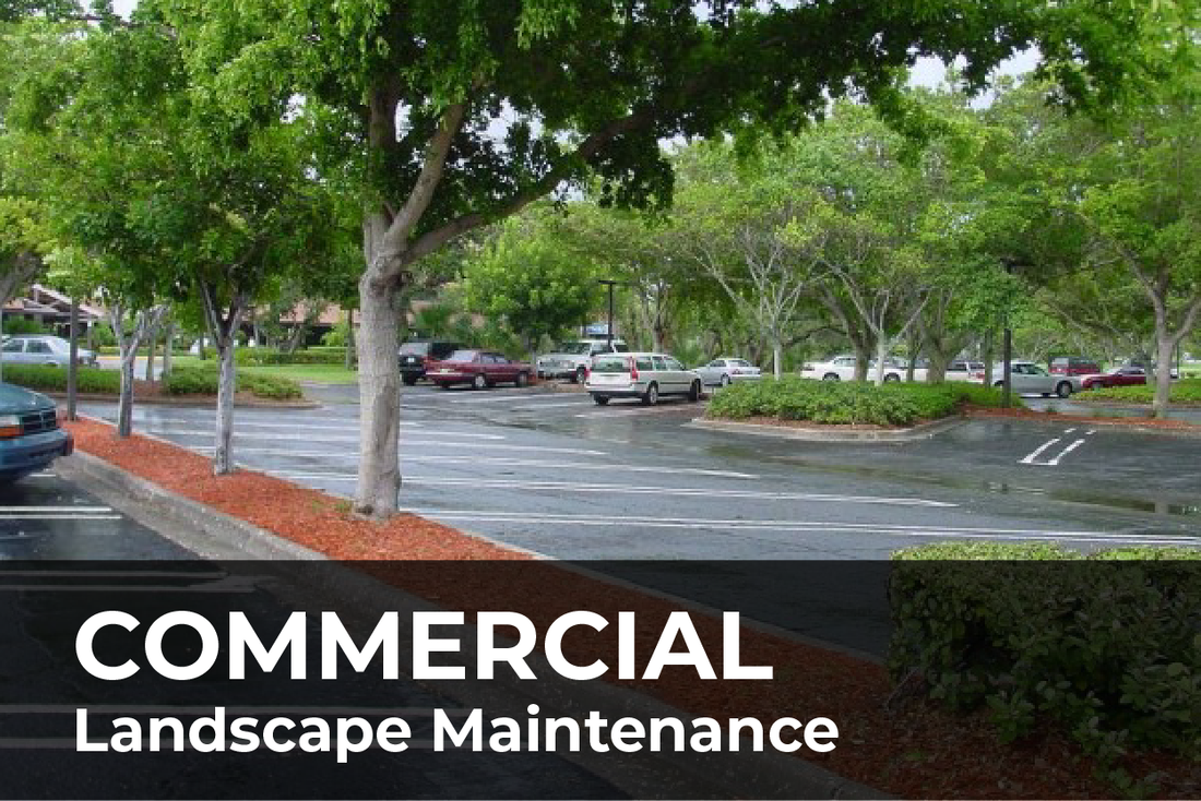 Commercial Landscape Maintenance