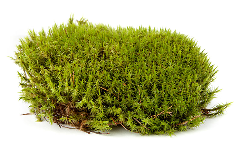 clump of moss from lawn